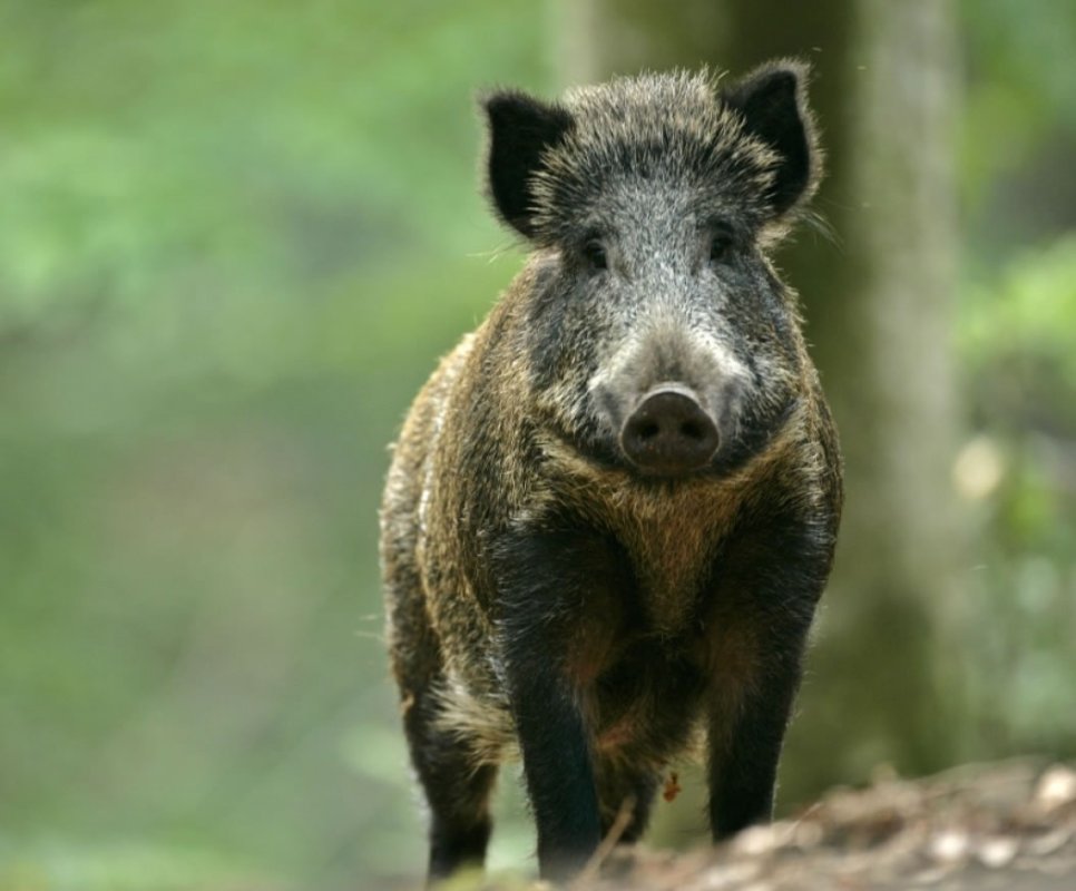 Ouverture de la chasse au gros gibier
