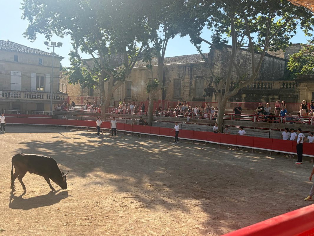 🐂 Course d&rsquo;entra&icirc;nement de l&rsquo;&Eacute;cole des Raseteurs de Marsillargues 🐂