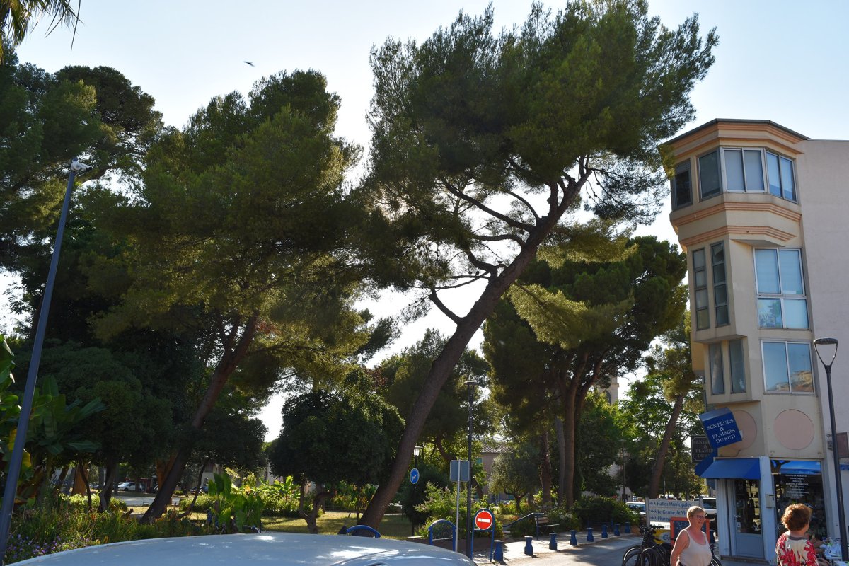 Abattage d'un arbre dangereux