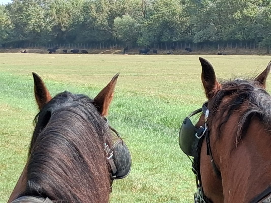 Lundi 3 Ao&ucirc;t - Tri aux pr&egrave;s