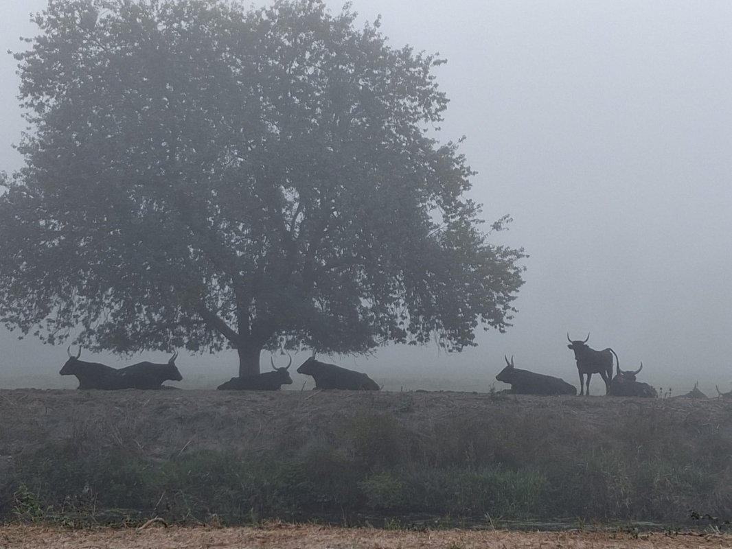 TAUREAUX DANS LA BRUME