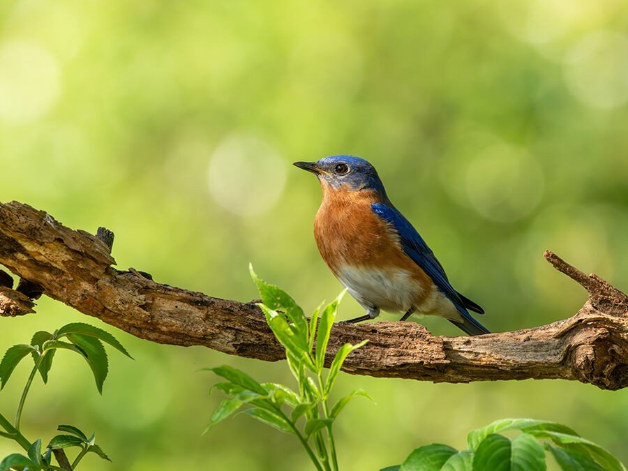 &Agrave; LA D&Eacute;COUVERTE DES OISEAUX DU JARDIN