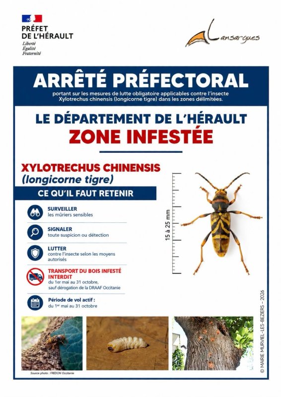 Longicorne tigre
