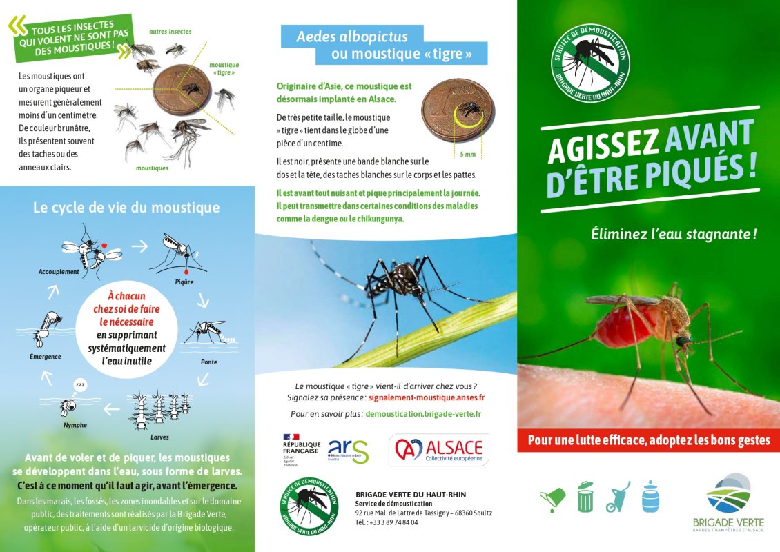 C'est la saison du moustique tigre