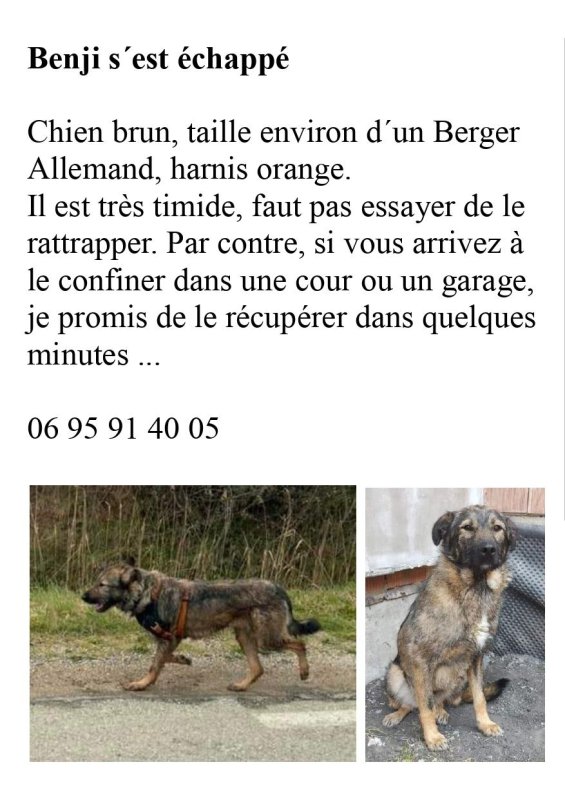 CHIEN PERDU