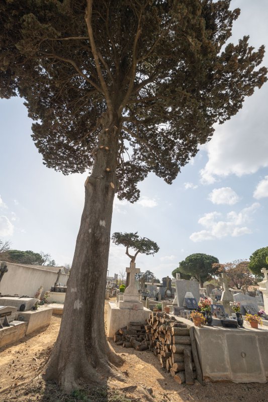Elagage des cyprès du cimetière