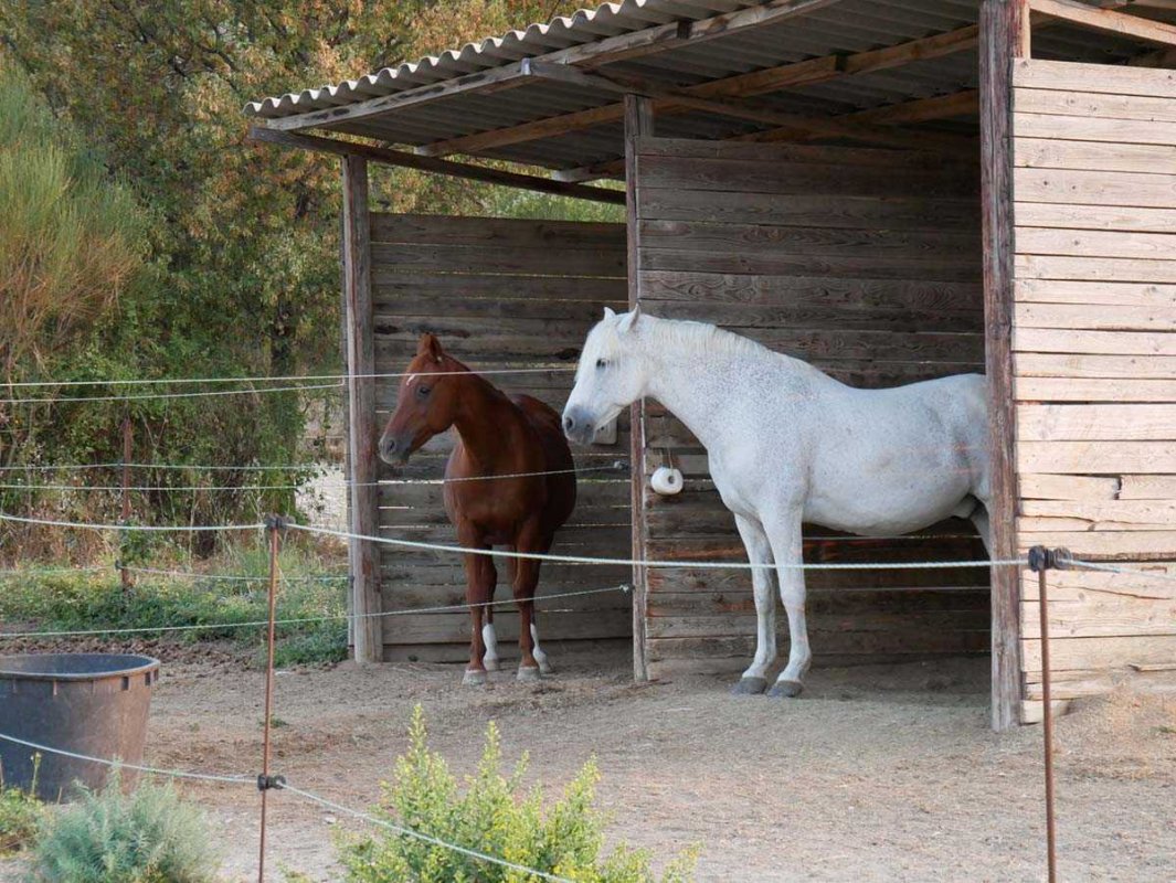 Pension cheval au Domaine Equestre de Maruéjols