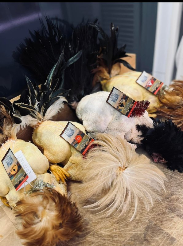 Les volailles sont arrivées 🐓