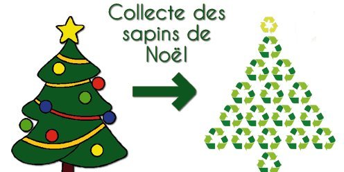 ♻️ Votre vieux sapin de Noël à la la côte !