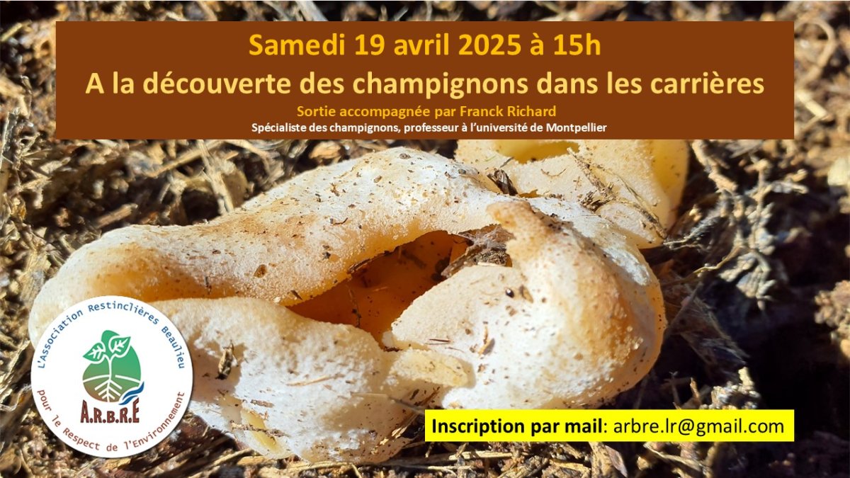 Découverte des champignons dans les carrières