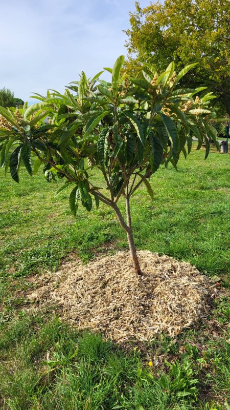🌿 Réouverture de la plateforme de déchets verts