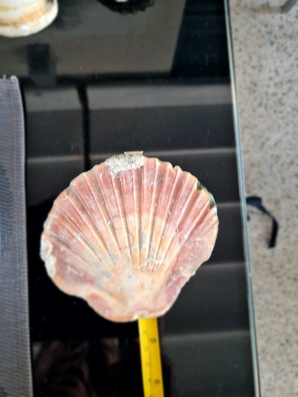 🎉 Appel à contribution pour la restauration de la fontaine du Château Guillaume de Nogaret à Marsillargues ! 🐚