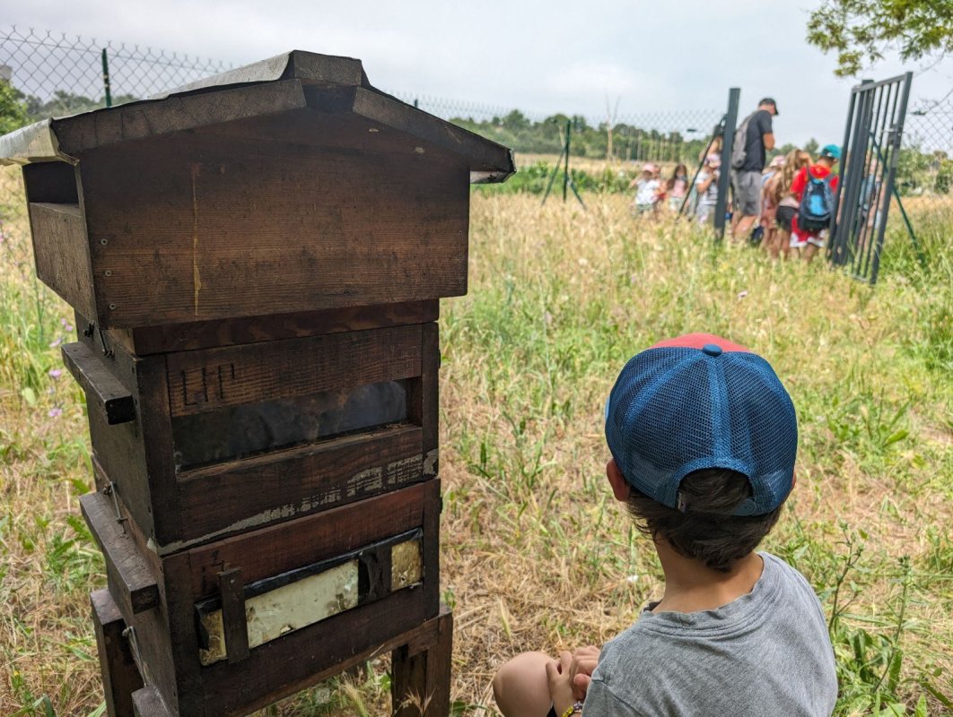 🐝 À la découverte des abeilles à Loupian !