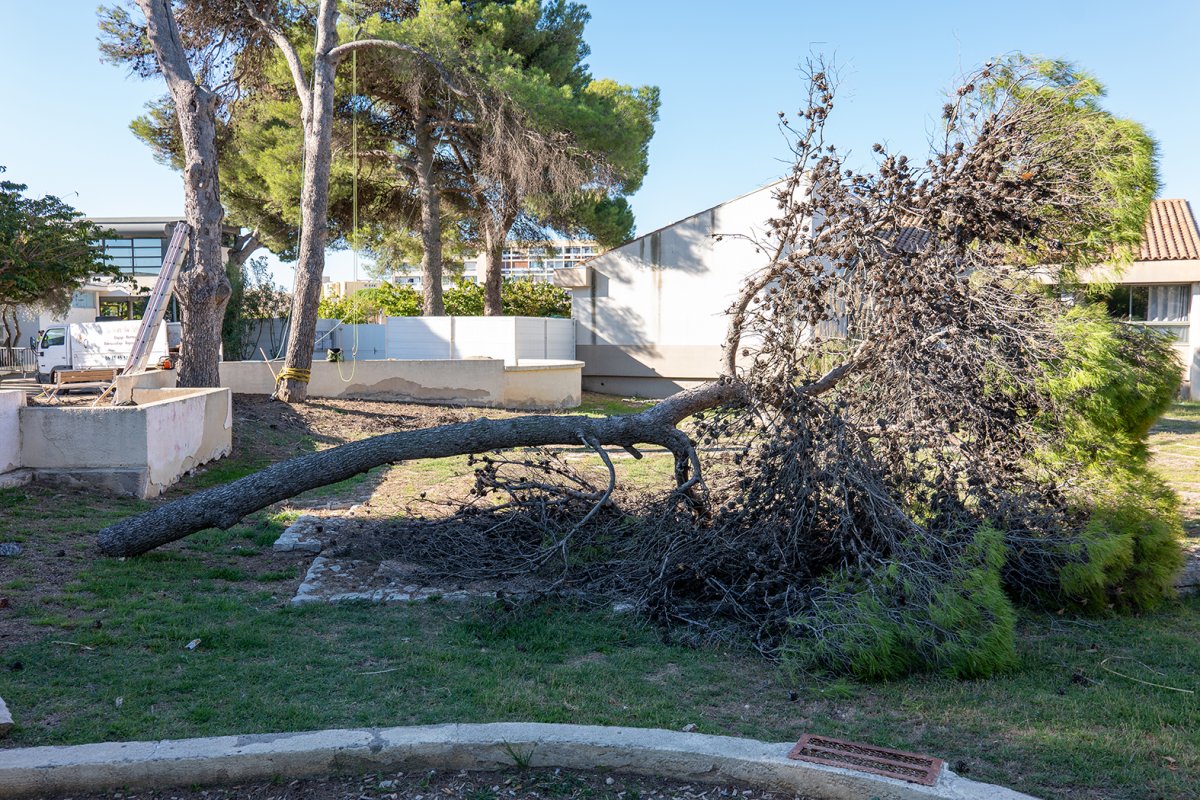 Square Bordes : des arbres victimes de la salinisation des sols