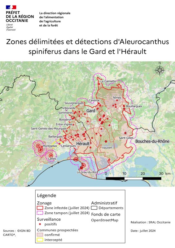 Signalement de l'insecte  Aleurocanthus spiniferus
