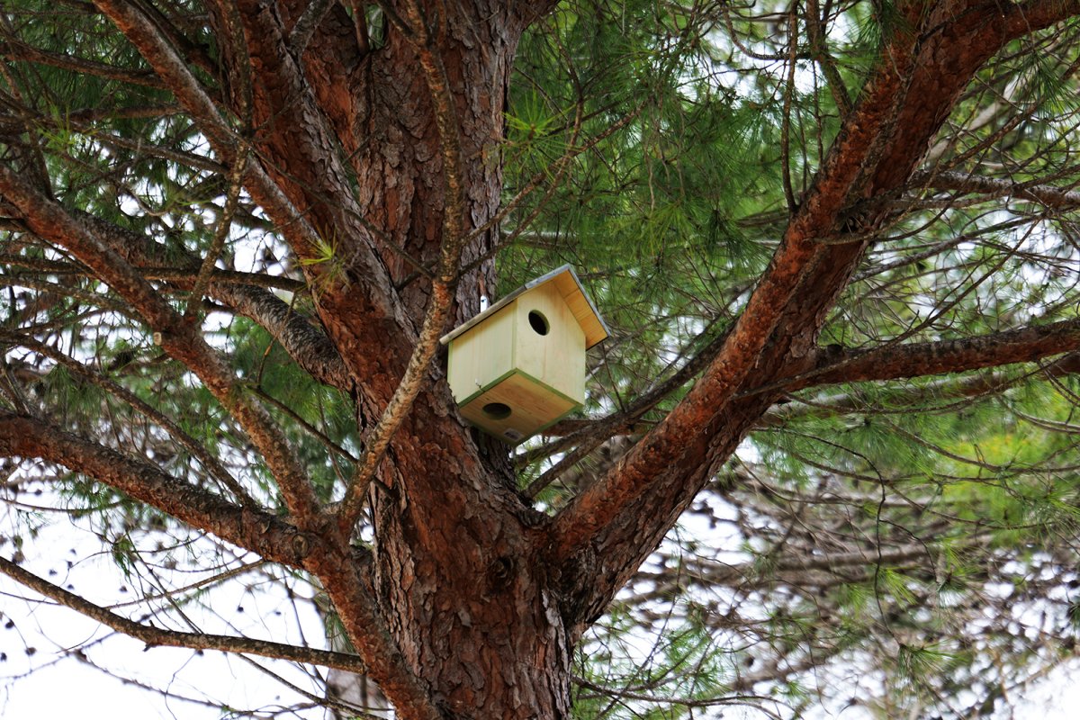 Des maisons pour les oiseaux et les &eacute;cureuils dans les parcs
