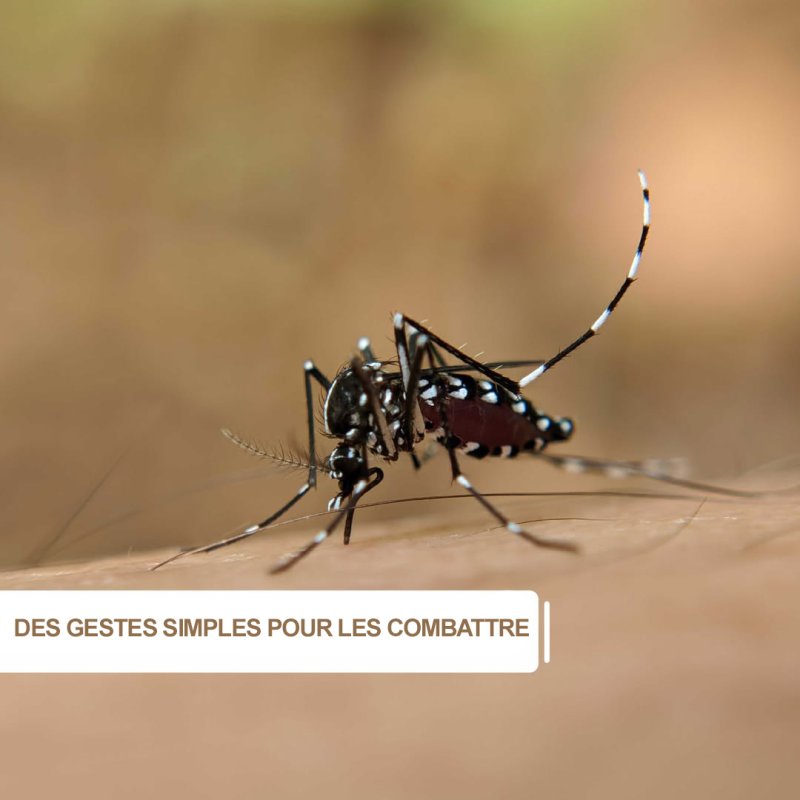 La saison des moustiques a d&eacute;j&agrave; d&eacute;but&eacute; ! Aidez-nous &agrave; les combattre