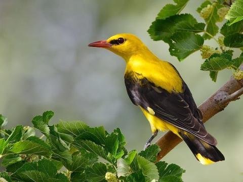 Sortie oiseaux