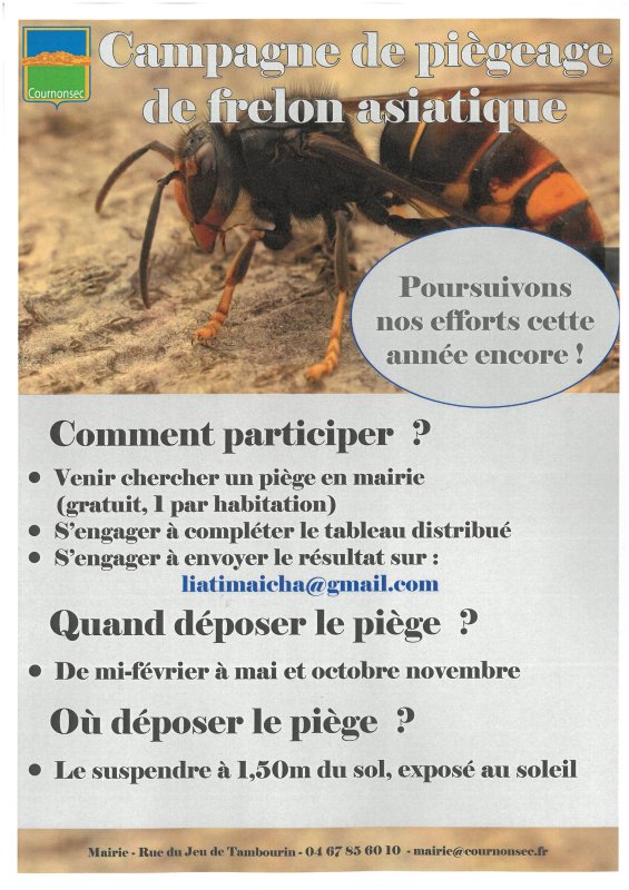 FRELON ASIATIQUE : CAMPAGNE DE PIEGEAGE
