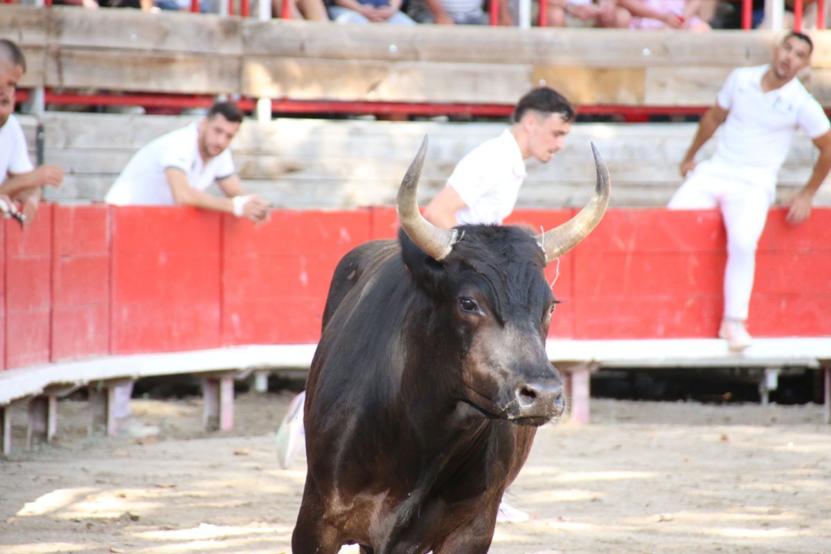 🐂 Course d&rsquo;entra&icirc;nement aux ar&egrave;nes &ndash; mercredi 13 mai &agrave; 17h30