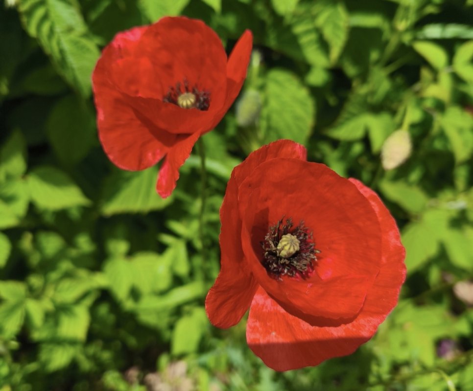 Saison 2026 aux Jardins Familiaux