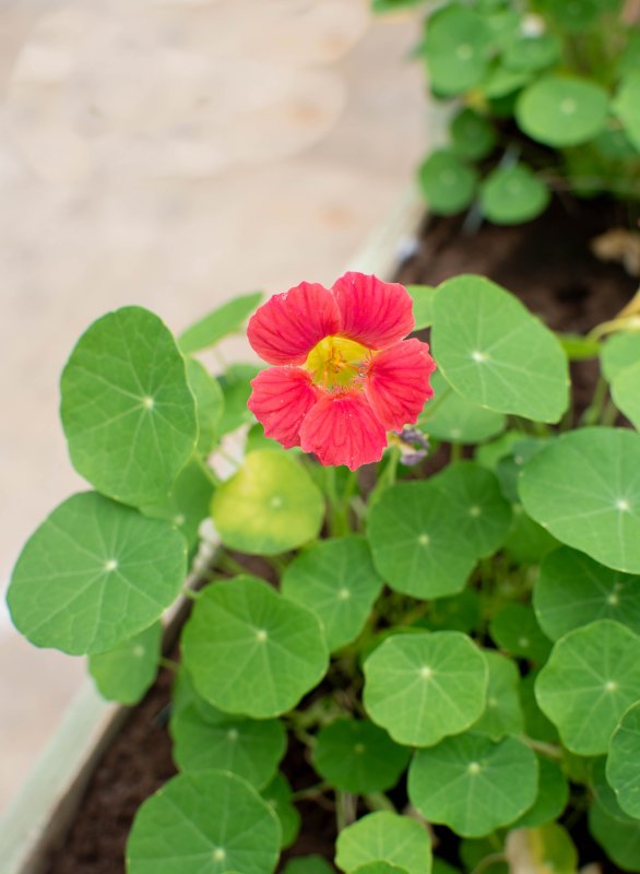 Vente de plants p&eacute;pini&egrave;re Frauni&eacute; Plants -TerrAttitude