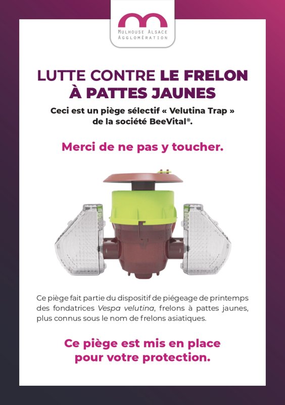 Frelon asiatique - dispositif de pi&eacute;geage