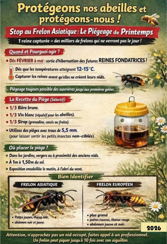 Frelons asiatiques : c'est le moment d'agir !