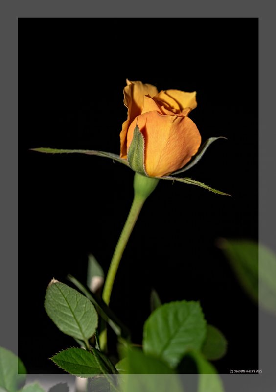 photo de l'actualité