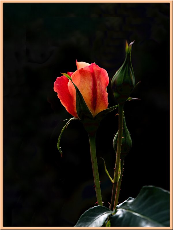 photo de l'actualité